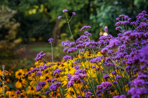 Bright beautiful flowers in the flower bed.