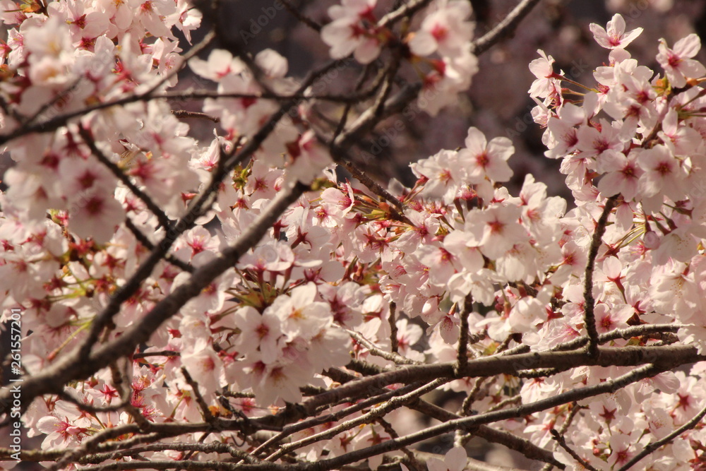 When the spring comes, we start to look forward to the Cherry blossom viewing (picnic party) in Japan. When the spring comes, we start to look forward to the Cherry blossom viewing (picnic party) in Japan.