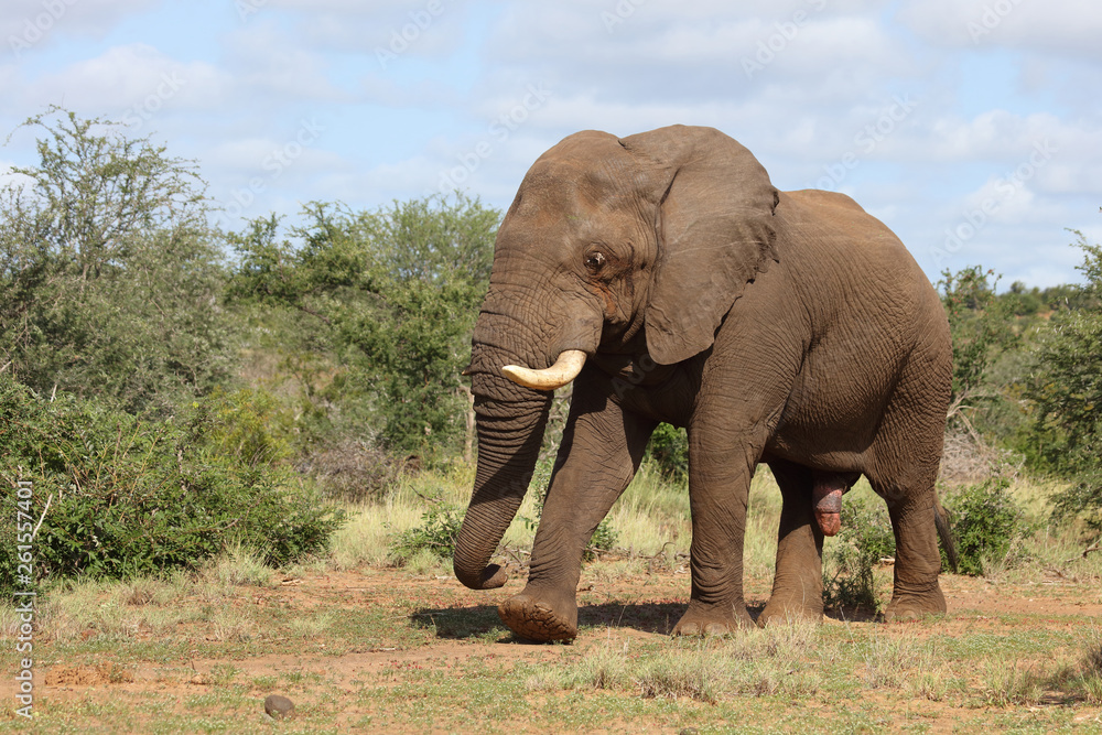 Obraz premium Afrikanischer Elefant / African elephant / Loxodonta africana