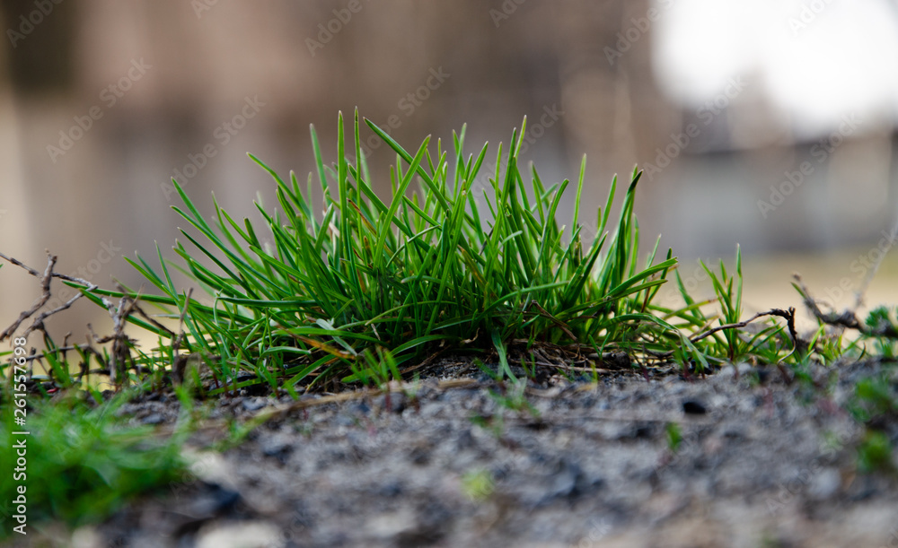 Small green bushes, lawns, plants, grass growing on the ground. Macro Small green bushes, lawns, plants, grass growing on the ground. Macro