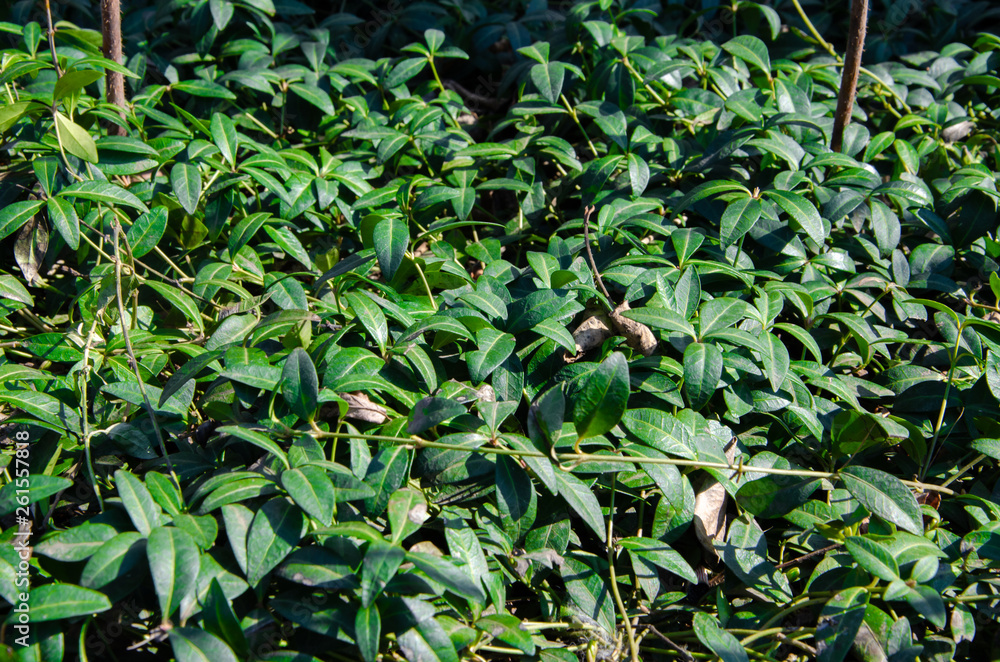 Obraz premium Small green bushes, lawns, plants, grass growing on the ground. Macro