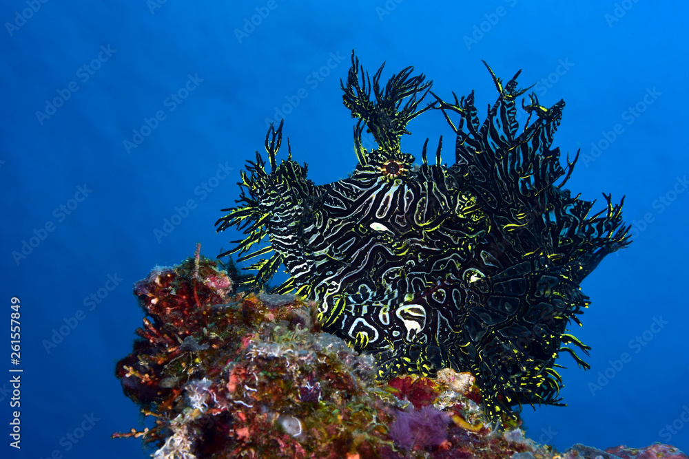 Incredible Underwater World - Lacy scorpionfish - Rhinopias aphanes