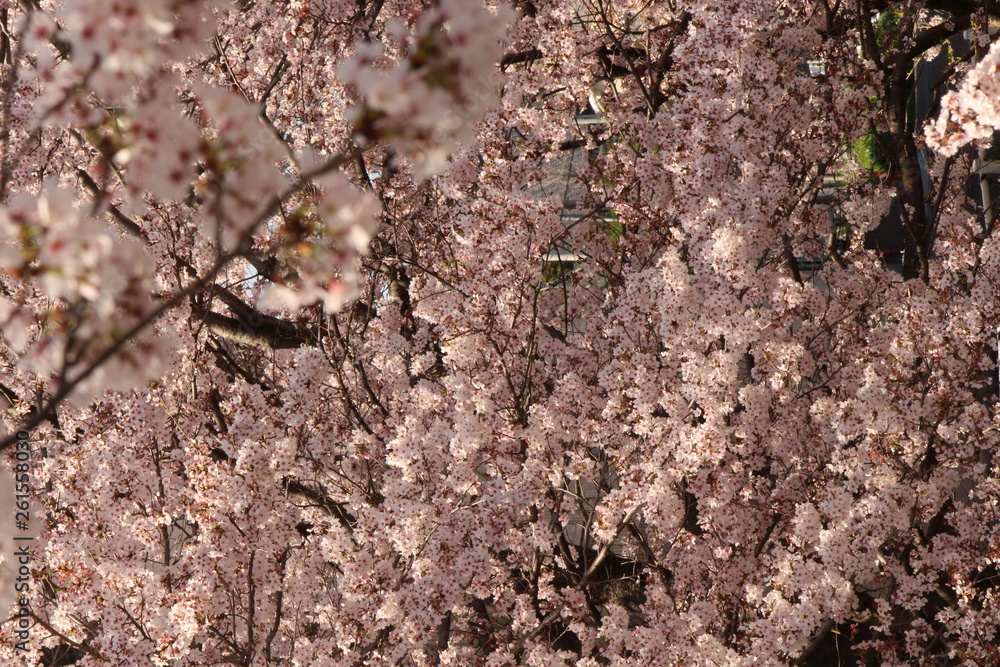 When the spring comes, we start to look forward to the Cherry blossom viewing (picnic party) in Japan. When the spring comes, we start to look forward to the Cherry blossom viewing (picnic party) in Japan.