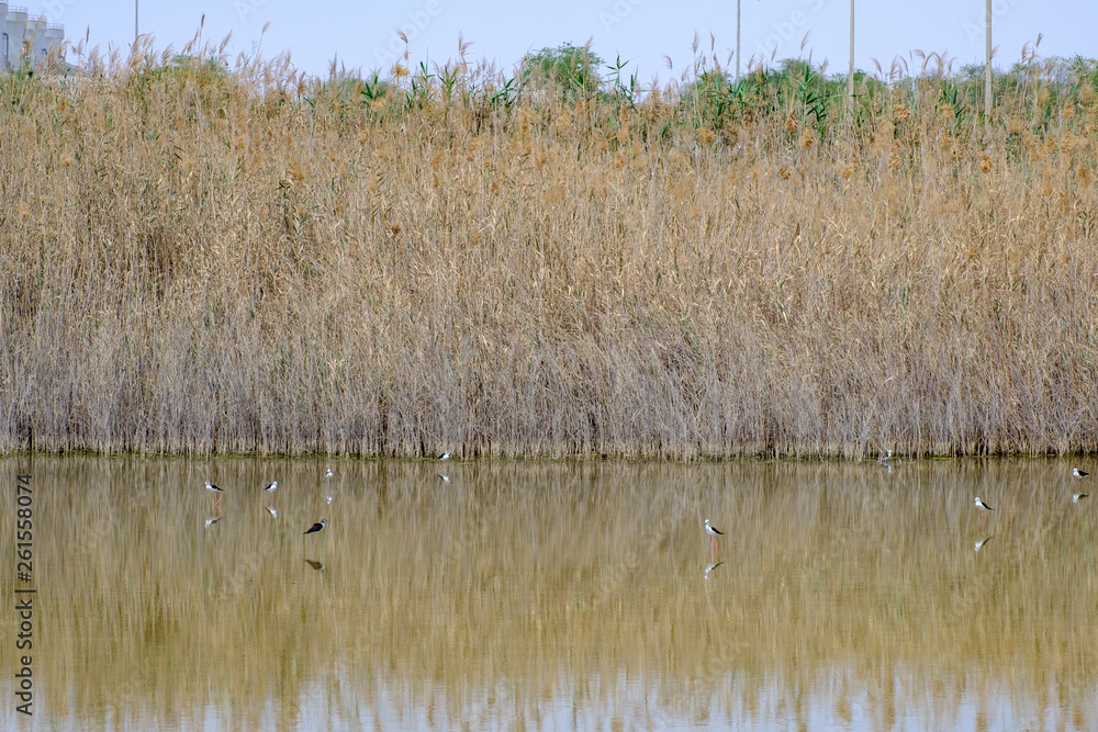 Black-winged stilt at Al Wathba Wetland Reserve Abu Dhabi, UAE