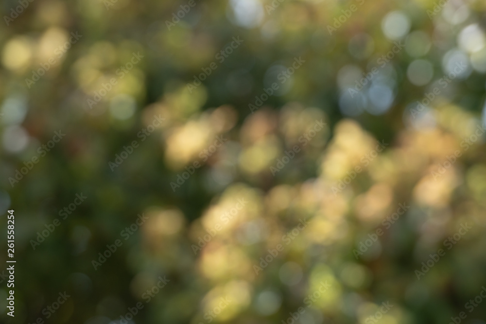 Green bokeh out of focus background from nature forest Green bokeh out of focus background from nature forest