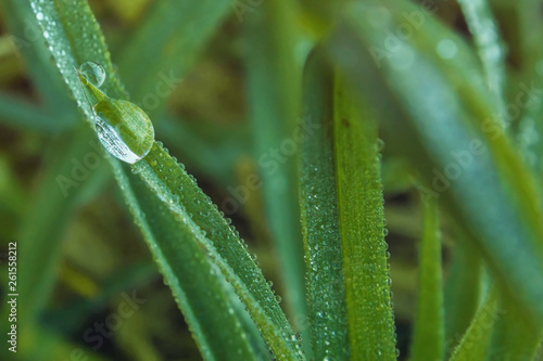 A drop of dew on the grass. Morning macro photo