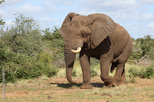 Afrikanischer Elefant   African elephant   Loxodonta africana