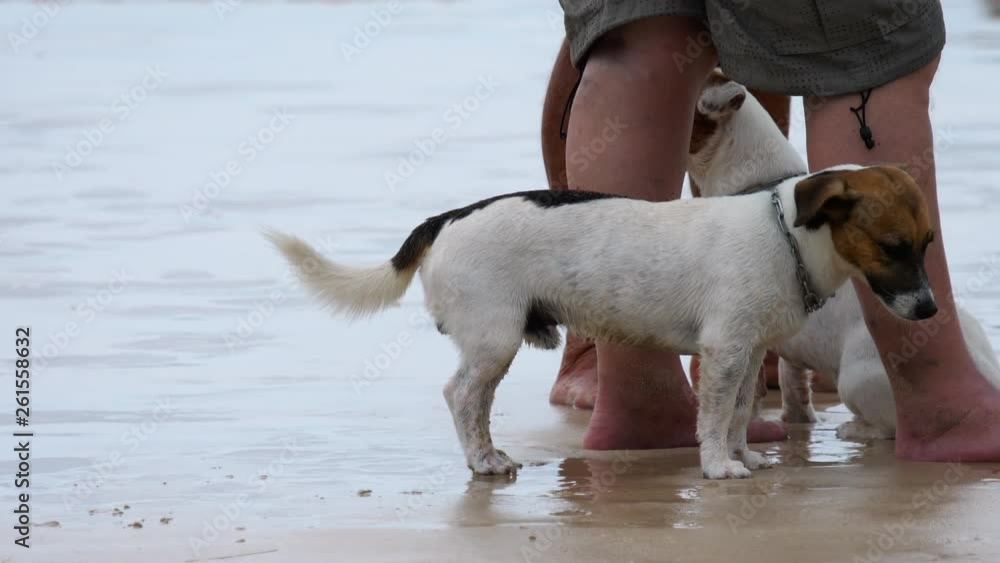 Jack Russell Terrier dogs on the beach Jack Russell Terrier dogs on the beach