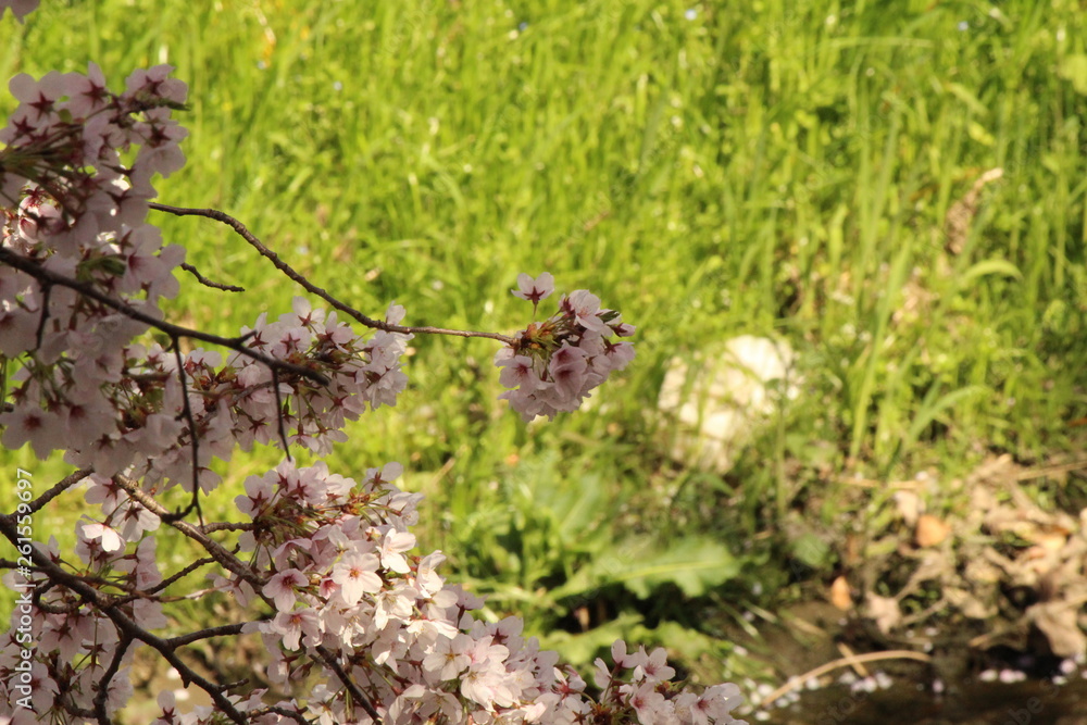 When the spring comes, we start to look forward to the Cherry blossom viewing (picnic party) in Japan. When the spring comes, we start to look forward to the Cherry blossom viewing (picnic party) in Japan.