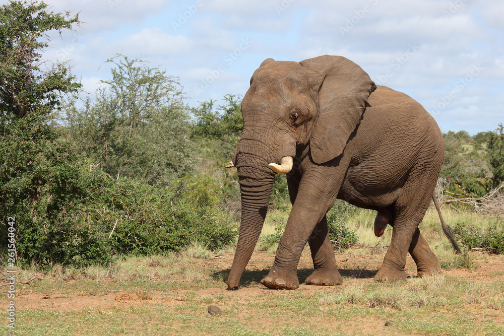 Fototapeta premium Afrikanischer Elefant / African elephant / Loxodonta africana