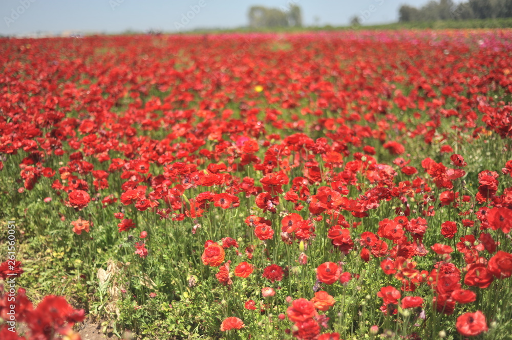 Obraz premium flowers