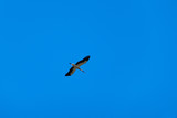 Stork flying. Stork fly. Stork in sky