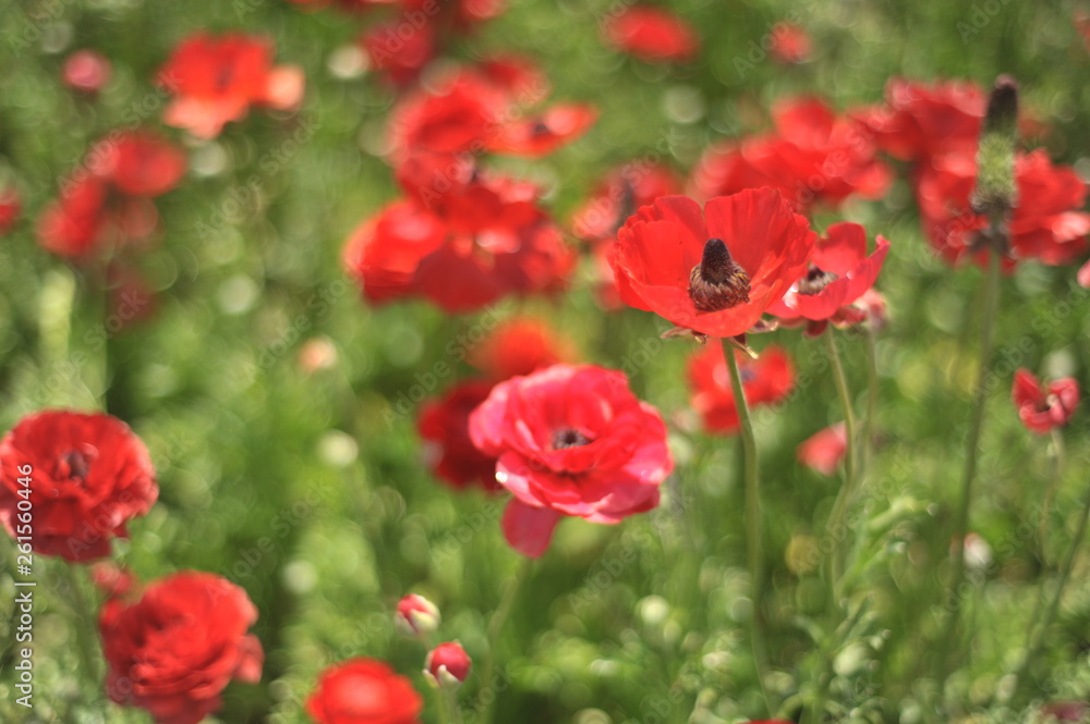 flowers flowers