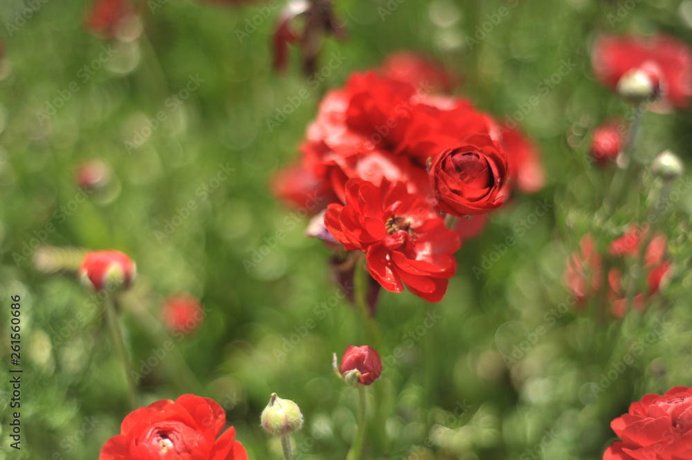 Fototapeta premium flowers