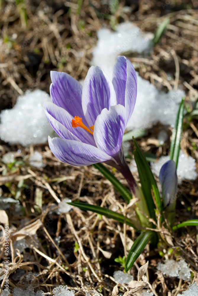 lilac crocus in spring lilac crocus in spring