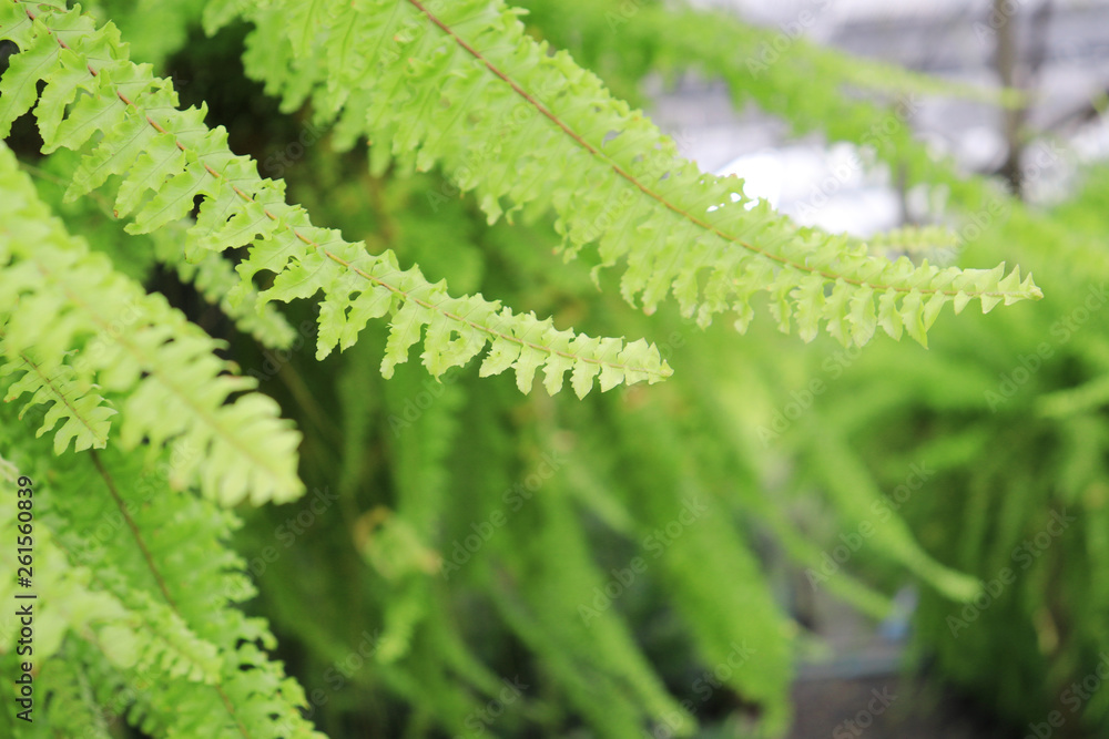 Close-up of nephrolepis fern leaves Close-up of nephrolepis fern leaves