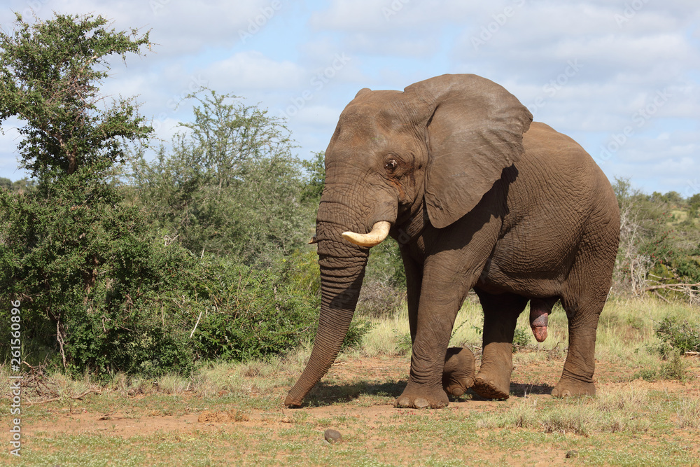 Fototapeta premium Słoń afrykański / Słoń afrykański / Loxodonta africana