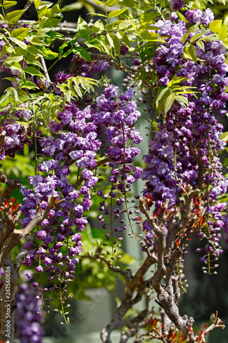 Wisteria