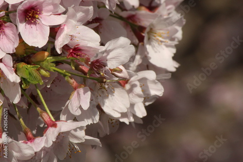 Cherry blossoms come out between late March and April in Japan.