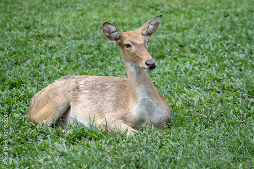 female deer in garden at thailand