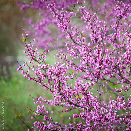 Fototapeta Naklejka Na Ścianę i Meble -  Spring Flowers