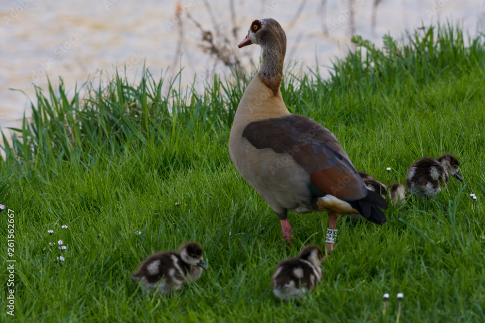 Obraz premium Nilgansfamilie