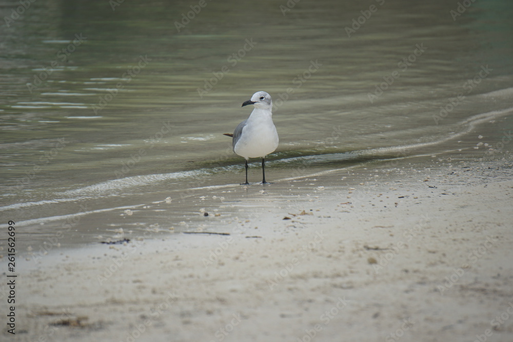 Seagull Seagull