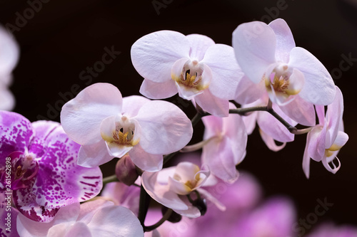 High-quality flower of a tropical orchid of phalaenopsis on a black background