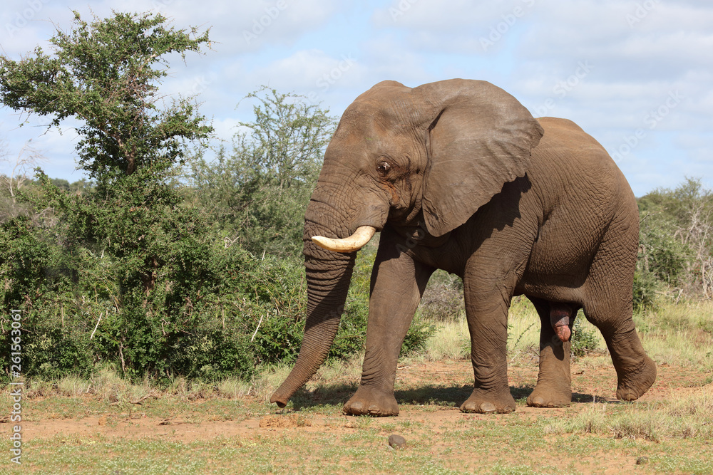 Obraz premium Afrikanischer Elefant / African elephant / Loxodonta africana