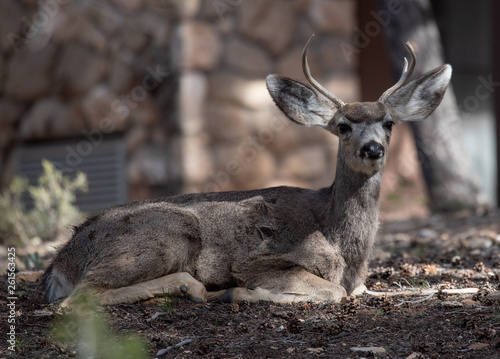 male mule deer with antlers