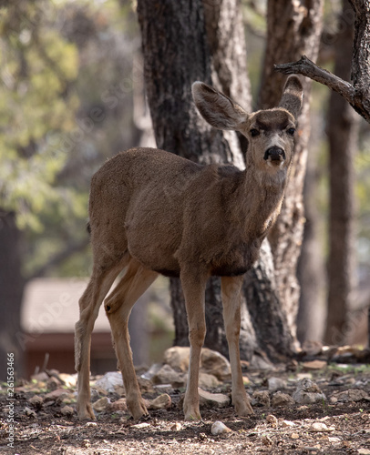 Female mule deer