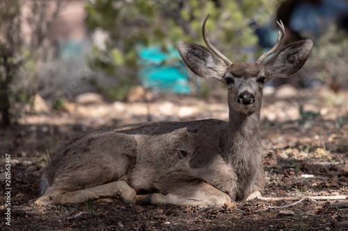male mule deer with antlers