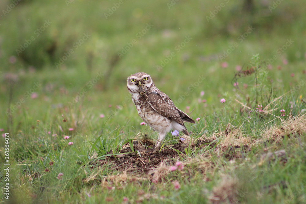 Burrowing Owl (Athene cunicularia) Burrowing Owl (Athene cunicularia)