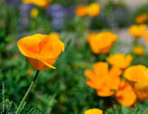 Poppy in Field