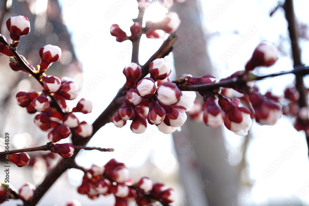 flowering fruit trees in spring flowering fruit trees in spring