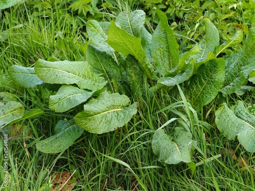Dock plant (Rumex obtusifolius) growing in a grass meadow photo