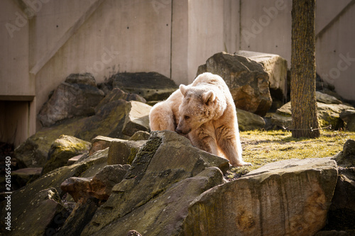 Polarbär, Bär, Tierpark, Natur, Felsen, wildetiere, wild lebende fleichfresser, raubtiere im Freien photo