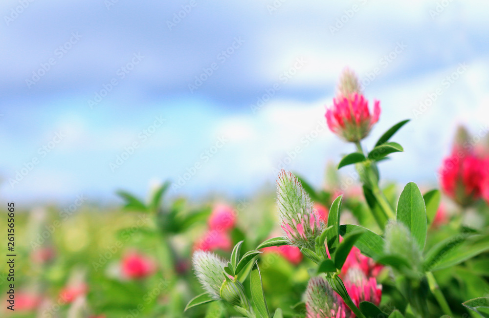 background of spring pink beautiful flowers. selective focus