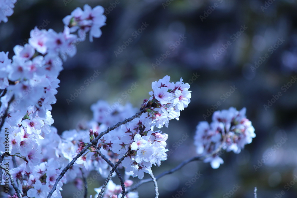 Cherry blossoms come out between late March and April in Japan. Cherry blossoms come out between late March and April in Japan.