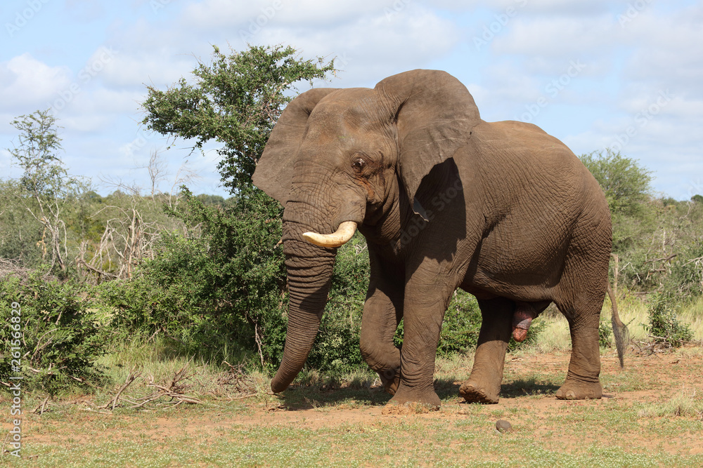 Afrikanischer Elefant / African elephant / Loxodonta africana Afrikanischer Elefant / African elephant / Loxodonta africana
