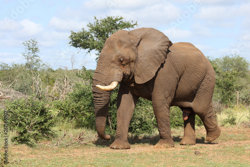 Afrikanischer Elefant   African elephant   Loxodonta africana