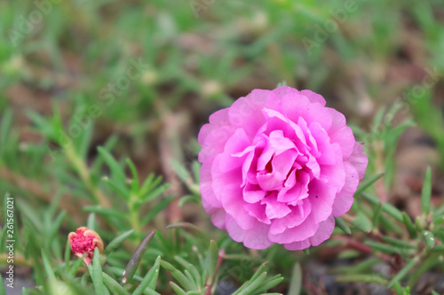 Portulaca oleracea flower