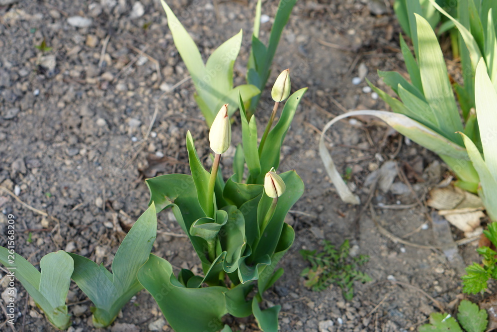 tulips a few days before blooming tulips a few days before blooming