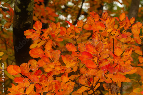Splendid flora  Cotinus coggygria - smoketree  in Autumn 