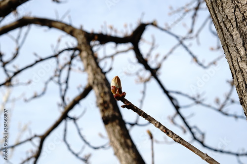 Photos burgeoning bud kurupnym plan