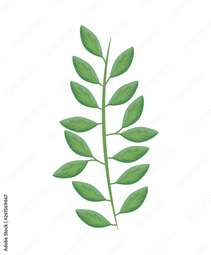 branch with leafs natural branch with leafs natural