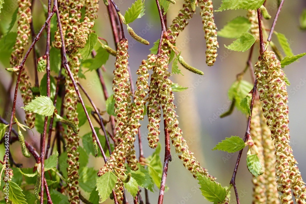 Obraz premium Blüten und Blätter der Birke