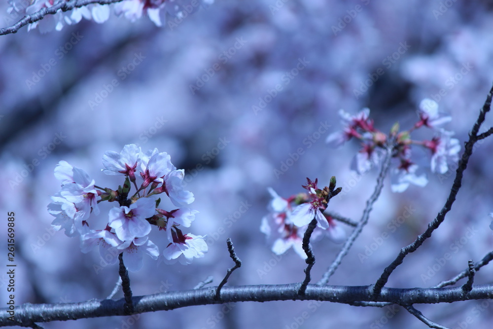 Japanese national flower cherry blossom.