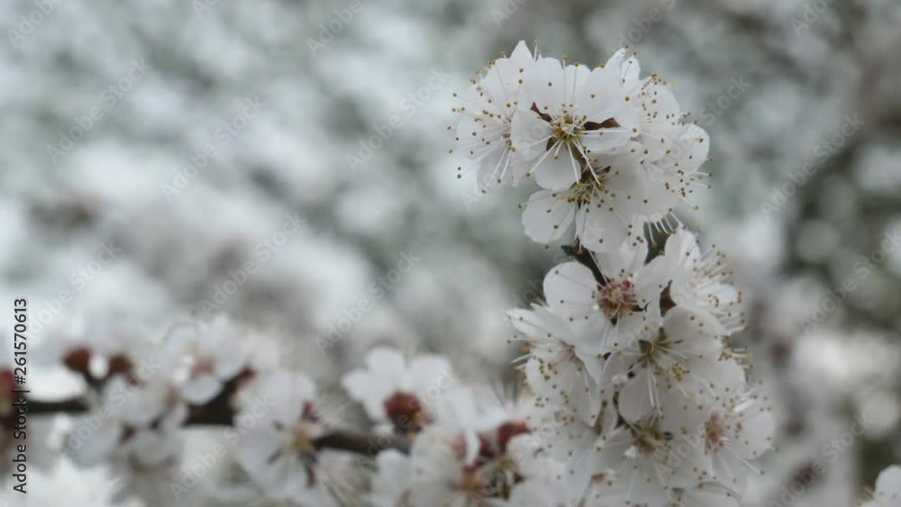 Cherry blossoms are in full bloom. Enjoy viewing the cherry color.