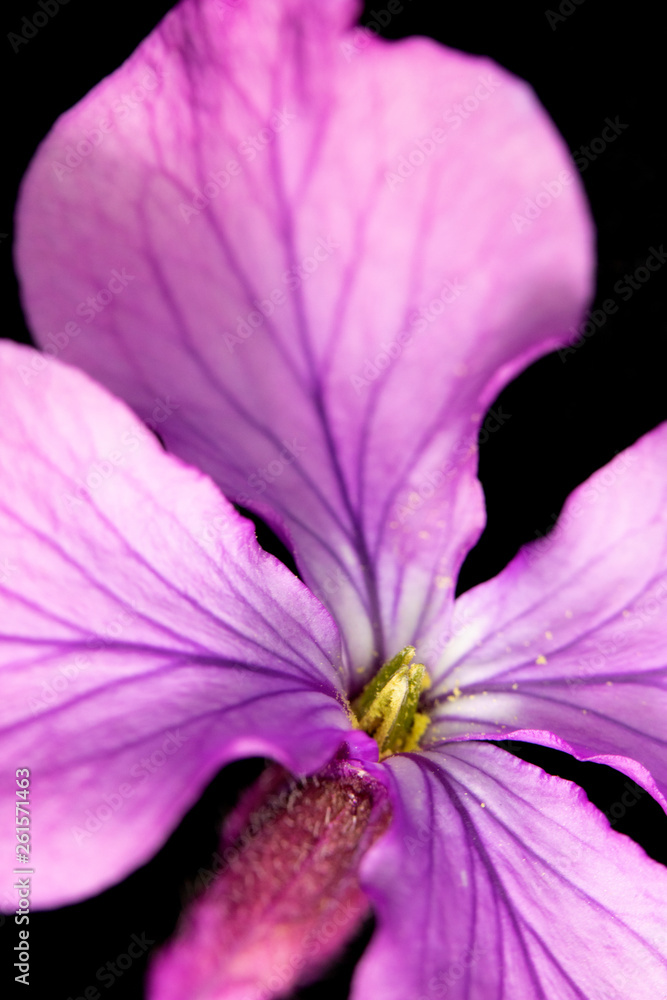 Pretty Close Up of Pink Petal Blossom Pretty Close Up of Pink Petal Blossom